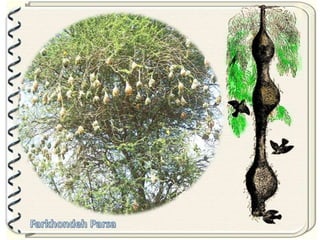 Large pastures f.parsa