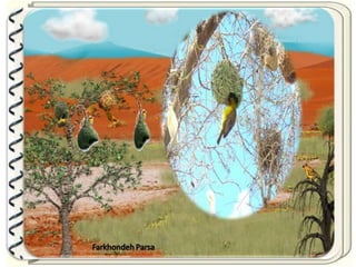 Large pastures f.parsa