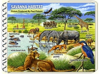 Large pastures f.parsa