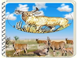 Large pastures f.parsa