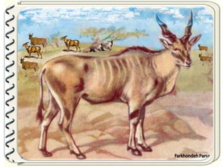 Large pastures f.parsa