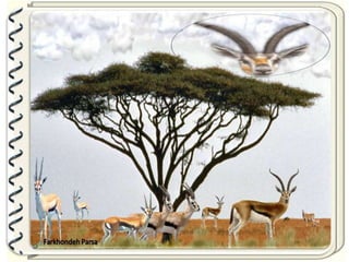 Large pastures f.parsa