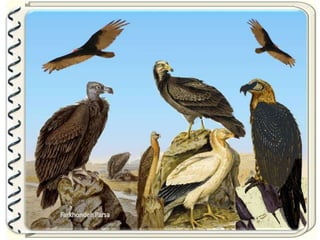 Large pastures f.parsa