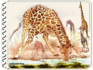 Large pastures f.parsa