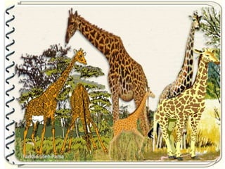 Large pastures f.parsa