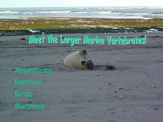 [object Object],[object Object],[object Object],[object Object],Meet the Larger Marine Vertebrates! 