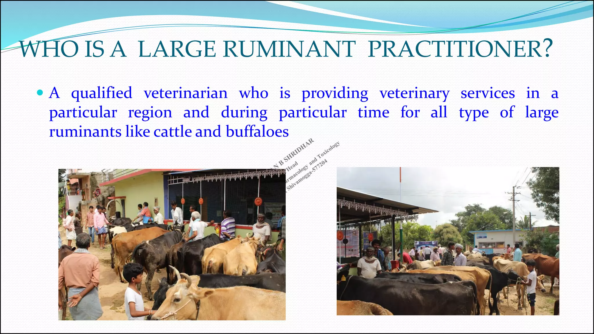 Sample Practical Question On Ruminant LARGE RUMINANT VETERINARY PRACTICE : OPPORTUNITIES AND CHALLANGES | PDF