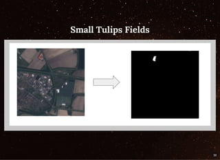 Small Tulips FieldsSmall Tulips Fields
38
 