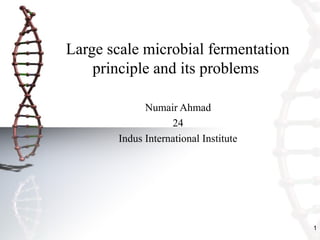 1
Large scale microbial fermentation
principle and its problems
Numair Ahmad
24
Indus International Institute
 
