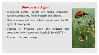 Large Scale production of natural enemies.pptx