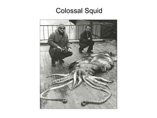 Colossal Squid 