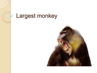 Largest monkey 