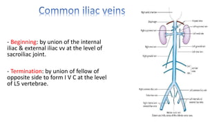 - Beginning: by union of the internal
iliac & external iliac vv at the level of
sacroiliac joint.
- Termination: by union of fellow of
opposite side to form I V C at the level
of L5 vertebrae.
 