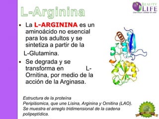   La L-ARGININA es un
   aminoácido no esencial
   para los adultos y se
   sintetiza a partir de la
  L-Glutamina.
 Se degrada y se
   transforma en            L-
   Ornitina, por medio de la
   acción de la Arginasa.

    Estructura de la proteína
    Periplásmica, que une Lisina, Arginina y Ornitina (LAO).
    Se muestra el arreglo tridimensional de la cadena
    polipeptídica.
 