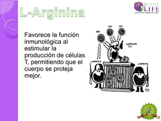 Favorece la función
inmunológica al
estimular la
producción de células
T, permitiendo que el
cuerpo se proteja
mejor.
 