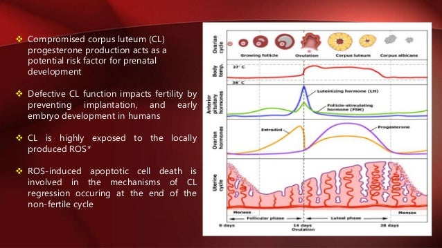 L Arginine In Pregnancy