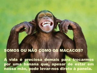 SOMOS OU NÃO COMO OS MACACOS? A vida é preciosa demais para trocarmos por uma banana que, apesar de estar em nossa mão, pode levar-nos direto à panela. 