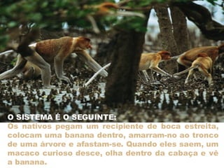 O SISTEMA É O SEGUINTE: Os nativos pegam um recipiente de boca estreita, colocam uma banana dentro, amarram-no ao tronco de uma árvore e afastam-se. Quando eles saem, um macaco curioso desce, olha dentro da cabaça e vê a banana. 