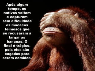 Após algum tempo, os nativos voltam e capturam sem dificuldade os macacos teimosos que se recusaram a largar as bananas. O final é trágico, pois eles são caçados para serem comidos. 