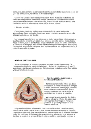 transverso. Lateralmente se corresponde con las extremidades superiores de los CA
y de los corniculados, revestidos de mucosa laríngea.

  Cuando los CA están separados por la acción de los músculos dilatadores, se
forma en esta pared un desfiladero vertical y medio que se corresponde con la
hendidura interaritenoidea. Por el contrario, cuando los CA están próximos, este
desfiladero se borra y la mucosa aparece ligeramente plisada.

  - Paredes laterales.

  Comprenden desde los repliegues ariteno-epiglóticos hasta las bandas
ventriculares. Están inclinadas de arriba a abajo y de fuera a adentro y son más
altas por delante que por detrás.

   Los tres cuartos anteriores son cóncavos en todos los sentidos, mientras que su
cuarto posterior presenta un rodete más o menos saliente, oblicuo hacia abajo y
hacia adelante, que se pierde hacia abajo sobre la CV y que por arriba termina en
el tubérculo de Morgagni. Este rodete está formado por el cartílago de Morgangni y
un conjunto de glándulas laríngeas, está separado del CA por un pequeño surco, el
philtrum ventriculi de Mekel.




  NIVEL GLOTICO: GLOTIS.

  Se denomina glotis al espacio que queda entre los bordes libres ambas CV,
correspondiendo al piso medio de la laringe. Se han de considerar en él las CV
superiores o bandas ventriculares, las CV inferiores o verdaderas, el orificio glótico
y los ventrículos laríngeos.




                                            Cuerdas vocales superiores o
                                          bandas ventriculares.

                                             También denominadas falsas CV. Están
                                          situadas en el límite del vestíbulo laríngeo
                                          y de los ventrículos de Morgagni, estando
                                          constituidas por dos repliegues más o
                                          menos relevantes que hacia arriba se
                                          continúan con el pie de la epiglotis.

                                             Van desde la parte superior del diedro
                                          tiroideo a la parte inferior del rodete que
                                          corresponde al cartílago de Morgagni,
                                          punto en el que se fijan sobre la cara
                                          anterior de los CA.

  Se pueden considerar en ellas tres cara y un borde interno. La cara superior,
oblicua hacia arriba y hacia afuera, mira hacia el vestíbulo laríngeo y se continúa
con la pared lateral de éste. La cara inferior, menos ancha que la superior, forma el
techo del ventrículo de Morgagni. La cara externa, o adherente, es la que une la
banda a la pared de la laringe. El borde interno es libre, redondeado, y mira a la
 