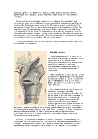 hendidura glótica. Las dos bandas delimitan entre ellas un espacio retráctil,
denominado rima vestíbulo, que es intermedio entre el aditus y el ventrículo
laríngeo.

   Constitucionalmente están formadas por un repliegue de mucosa laríngea
conteniendo en su interior el ligamento tiro-aritenoideo superior, que va desde el
tercio medio de la cara ántero-externa del CA hasta el ángulo entrante del CT o
escotadura tiroidea. Son por tanto exclusivamente estructuras ligamentarias. Este
ligamento superior está situado como a unos 3-4 mm por encima del ligamento
tiro-aritenoideo inferior de la CV. La banda contiene además una densa masa de
glándulas submucosas, estando recubierta de mucosa, por tanto la mucosa de las
bandas posee numerosas glándulas. Se dan como medidas medias de las bandas
en longitud, 20 mm en el hombre y 15 mm en la mujer.

  Las bandas no tienen función fonatoria como órgano vibrante, siendo su función
accesoria de tipo mecánico.




                                            Cuerdas vocales.

                                            También denominadas CV inferiores o
                                          verdaderas. Constituyen el elemento noble
                                          de la fonación y sus alteraciones
                                          patológicas pueden producir alteraciones
                                          patológicas en las tres funciones
                                          fundamentales de la laringe: fonación,
                                          respiración y protección del aparato
                                          respiratorio.

                                            Están situadas en el límite del piso medio
                                          con el inferior de la laringe y van desde la
                                          escotadura tiroidea, o ángulo entrante del
                                          CT, insertándose en él a unos 3 mm por
                                          debajo de las bandas, hasta la apófisis
                                          vocal de los CA.

                                            Macroscópicamente se muestran como
                                         dos cintas nacaradas dirigidas
                                         horizontalmente de adelante a atrás y de
                                         dentro a fuera. Su coloración nacarada es
                                         debida a la presencia en su interior del
                                         ligamento tiro-aritenoideo inferior. El
                                         espacio que delimitan en la cavidad
                                         laríngea es menor que el que delimitan las
                                         bandas. En su parte anterior muestran a
veces una mancha amarillenta denominada macula flava, que se correspondería
con los cartílagos sesamoideos a este nivel. Están recorridas por finas estriaciones
vasculares longitudinales. Por detrás están separadas por la región inter-
aritenoidea que forma la comisura posterior, y por delante llegan a juntarse
formando la comisura anterior.

  Su forma, al corte frontal, es la de un prisma triangular con tres caras y un
borde libre. La cara superior plana, casi horizontal, forma el suelo del ventrículo
laríngeo. La cara inferior, oblicua hacia abajo y hacia fuera, se continua con la
pared lateral del piso subglótico de la laringe. La cara externa o adherente se
 