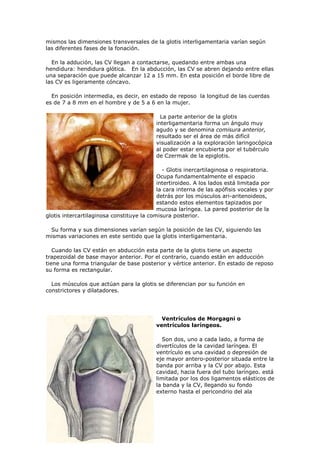 mismos las dimensiones transversales de la glotis interligamentaria varían según
las diferentes fases de la fonación.

  En la addución, las CV llegan a contactarse, quedando entre ambas una
hendidura: hendidura glótica. En la abducción, las CV se abren dejando entre ellas
una separación que puede alcanzar 12 a 15 mm. En esta posición el borde libre de
las CV es ligeramente cóncavo.

  En posición intermedia, es decir, en estado de reposo la longitud de las cuerdas
es de 7 a 8 mm en el hombre y de 5 a 6 en la mujer.

                                            La parte anterior de la glotis
                                          interligamentaria forma un ángulo muy
                                          agudo y se denomina comisura anterior,
                                          resultado ser el área de más difícil
                                          visualización a la exploración laringocópica
                                          al poder estar encubierta por el tubérculo
                                          de Czermak de la epiglotis.

                                             - Glotis inercartilaginosa o respiratoria.
                                           Ocupa fundamentalmente el espacio
                                           intertiroideo. A los lados está limitada por
                                           la cara interna de las apófisis vocales y por
                                           detrás por los músculos ari-aritenoideos,
                                           estando estos elementos tapizados por
                                           mucosa laríngea. La pared posterior de la
glotis intercartilaginosa constituye la comisura posterior.

 Su forma y sus dimensiones varían según la posición de las CV, siguiendo las
mismas variaciones en este sentido que la glotis interligamentaria.

   Cuando las CV están en abducción esta parte de la glotis tiene un aspecto
trapezoidal de base mayor anterior. Por el contrario, cuando están en adducción
tiene una forma triangular de base posterior y vértice anterior. En estado de reposo
su forma es rectangular.

  Los músculos que actúan para la glotis se diferencian por su función en
constrictores y dilatadores.




                                            Ventrículos de Morgagni o
                                          ventrículos laríngeos.

                                             Son dos, uno a cada lado, a forma de
                                          divertículos de la cavidad laríngea. El
                                          ventrículo es una cavidad o depresión de
                                          eje mayor antero-posterior situada entre la
                                          banda por arriba y la CV por abajo. Esta
                                          cavidad, hacia fuera del tubo laríngeo. está
                                          limitada por los dos ligamentos elásticos de
                                          la banda y la CV, llegando su fondo
                                          externo hasta el pericondrio del ala
 