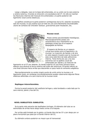Larga y delgada, nace en la base del aritenoides, en su unión con la cara externa
y antero-externa, mirando en dirección a la escotadura del CT. En ella se insertan
los fascículos internos del músculo tiro-aritenoideo y la parte posterior del
ligamento vocal (conos elasticus).

  La apófisis constituye la parte posterior cartilaginosa de la CV, estando recubierta
solo de mucosa, lo que explica que se trate de una zona fácilmente traumatizable:
ulcera de contacto de Chevalier-Jackson, granulomas post-intubación, etc.




                                            Mucosa vocal.

                                            Posee ciertas peculiaridades histológicas.
                                          Macroscópicamente posee una
                                          característica muy importante en la
                                          patología cordal que es el espacio
                                          despegable de Reinke.

                                           El espacio de Reinke es un espacio
                                         virtual que existe entre el ligamento y la
                                         mucosa. La inyección de líquido o de aire
                                         en este espacio muestra que la mucosa en
                                         esta zona está libre de toda adherencia
                                         interna. Tiene forma de uso y los dos
                                         extremos son la apófisis vocal del
                                         aritenoides por detrás y la inserción de
ligamento en el CT por delante. Su borde superior es una línea cóncava hacia
adentro que alcanza el tercio externo del suelo del ventrículo. El borde inferior es
una línea cóncava hacia arriba que desciende un poco hacia la vertiente subglótica.

   Macroscópicamente no existe ningún punto de unión entre la mucosa y el
ligamento vocal, sin embargo microscópicamente pueden observarse algunas fibras
elásticas adheridas a la cara interna de la mucosa vocal.




  Repliegue interaritenoideo.

  Forma la pared posterior del vestíbulo laríngeo y esta bordeado a cada lado por la
cara interna, plana y lisa del CA.




 NIVEL SUBGLOTICO: SUBGLOTIS.

  Es la parte más estrecha del desfiladero laríngeo. El diámetro del tubo se va
estrechado de arriba hacia abajo hasta unirse a la traquea.

  Por arriba está limitado por la glotis y el borde libre de las CV y por abajo por un
plano horizontal que pasa por el borde inferior del CC.

  Su diámetro antero-posterior es mayor que el transversal.
 