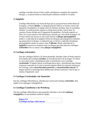 cartílago cricoides forma el único anillo cartilaginoso completo del esqueleto
       laríngeo, y su preservación es esencial para mantener cerrada la vía aérea.

3. Epiglotis:

       Cartílago fibroelástico con forma de hoja que se proyecta hacia arriba detrás de
       la lengua y el hueso hioides. La delgada porción inferior se inserta a través del
       ligamento tiroepiglótico al ángulo entre las láminas tiroideas, bajo la escotadura
       tiroídea. La ancha porción superior se dirige hacia arriba y hacia atrás. Se
       conecta al hueso hioides por el ligamento hioepiglótico. Su borde superior es
       libre. En su cara anterior está cubierta por mucosa que viene desde la lengua. En
       la línea media esta mucosa se eleva para formar el pliegue glosoepiglótico
       medio y a cada lado de la epiglotis forma los pliegues glosoepigloticos laterales,
       que pasan hacia la faringe. La depresión que se forma a cada lado del pliegue
       glosoepiglótico medio se conoce como Vallécula. Desde cada lado de la
       epíglotis la mucosa se continua como un pliegue que pasa hacia los cartílagos
       aritenoides Este se conoce como pliegue ariepiglótico.

4. Cartílago aritenoides:

       Son dos cartílagos hialinos, de forma piramidal, ubicados sobre el borde superior
       de la lámina del cartílago cricoides en el borde posterior de la laringe. El vértice
       se curva hacia atrás y medialmente para la articulación con el cartílago
       corniculado. El ángulo lateral se prolonga hacia atrás y lateralmente para formar
       el proceso muscular en el cual se insertan algunas fibras de músculos intrínsecos
       de la laringe como cricoaritenoideo posterior y cricoaritenoideo lateral. El
       ángulo anterior se prolonga hacia delante para formar el proceso vocal al que se
       inserta el ligamento vocal

5. Cartílago Corniculado o de Santorini:

Son dos cartílagos fibroelásticos, ubicados por encima del cartílago aritenoides. Dan
rigidez a los repliegues Ariepiglóticos.

6. Cartílago Cuneiforme o de Wrisberg:

Son dos cartílagos fibroelásticos muy pequeños ubicados a nivel del repliegue
ariepiglótico, al cual también confieren rigidez.

       Figura 5.3:
       Cartílagos laringe visión lateral
 