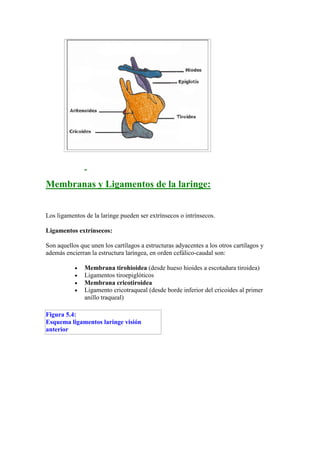 Membranas y Ligamentos de la laringe:


Los ligamentos de la laringe pueden ser extrínsecos o intrínsecos.

Ligamentos extrínsecos:

Son aquellos que unen los cartílagos a estructuras adyacentes a los otros cartílagos y
además encierran la estructura laríngea, en orden cefálico-caudal son:

           •   Membrana tirohioidea (desde hueso hioides a escotadura tiroidea)
           •   Ligamentos tiroepiglóticos
           •   Membrana cricotiroidea
           •   Ligamento cricotraqueal (desde borde inferior del cricoides al primer
               anillo traqueal)

Figura 5.4:
Esquema ligamentos laringe visión
anterior
 