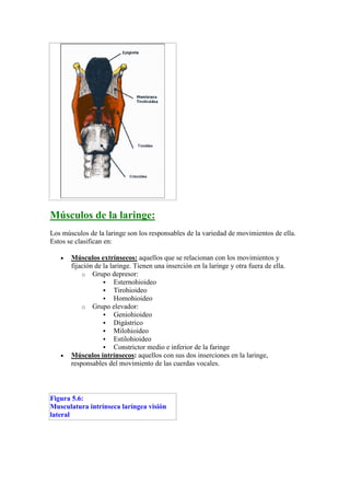 Músculos de la laringe:
Los músculos de la laringe son los responsables de la variedad de movimientos de ella.
Estos se clasifican en:

   •   Músculos extrínsecos: aquellos que se relacionan con los movimientos y
       fijación de la laringe. Tienen una inserción en la laringe y otra fuera de ella.
           o Grupo depresor:
                        Esternohioideo
                        Tirohioideo
                        Homohioideo
           o Grupo elevador:
                        Geniohioideo
                        Digástrico
                        Milohioideo
                        Estilohioideo
                        Constrictor medio e inferior de la faringe
   •   Músculos intrínsecos: aquellos con sus dos inserciones en la laringe,
       responsables del movimiento de las cuerdas vocales.



Figura 5.6:
Musculatura intrínseca laríngea visión
lateral
 