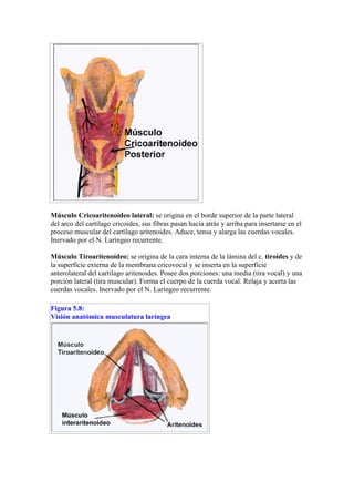 Músculo Cricoaritenoídeo lateral: se origina en el borde superior de la parte lateral
del arco del cartílago cricoides, sus fibras pasan hacia atrás y arriba para insertarse en el
proceso muscular del cartílago aritenoides. Aduce, tensa y alarga las cuerdas vocales.
Inervado por el N. Laríngeo recurrente.

Músculo Tiroaritenoídeo: se origina de la cara interna de la lámina del c. tiroides y de
la superficie externa de la membrana cricovocal y se inserta en la superficie
anterolateral del cartílago aritenoides. Posee dos porciones: una media (tira vocal) y una
porción lateral (tira muscular). Forma el cuerpo de la cuerda vocal. Relaja y acorta las
cuerdas vocales. Inervado por el N. Laríngeo recurrente.

Figura 5.8:
Visión anatómica musculatura laríngea
 