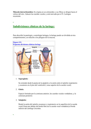 Músculo interaritenoideo: Se origina en un aritenoides y sus fibras se dirigen hacia el
vértice del otro. Aducen las cuerdas vocales y está inervado por el N. Laríngeo
recurrente.




Subdivisiones clínicas de la laringe:


Para describir la patología y semiología laríngea, la laringe puede ser dividida en tres
compartimientos, en relación a los pliegues de la mucosa.

Figura 5.9:
Esquema divisiones clínicas laringe




   1. Supraglotis:

       Se extiende desde la punta de la epiglotis a la unión entre el epitelio respiratorio
       y escamoso en el piso del ventrículo ( zona superior de la cuerda vocal).

   2. Glotis:

       Espacio limitado por la comisura anterior, las cuerdas vocales verdaderas, y la
       comisura posterior.

   3. Subglotis:

       Desde la unión del epitelio escamoso y respiratorio en la superficie de la cuerda
       vocal (5mm por debajo del borde libre de la cuerda vocal verdadera) al borde
       inferior del cartílago cricoides.
 