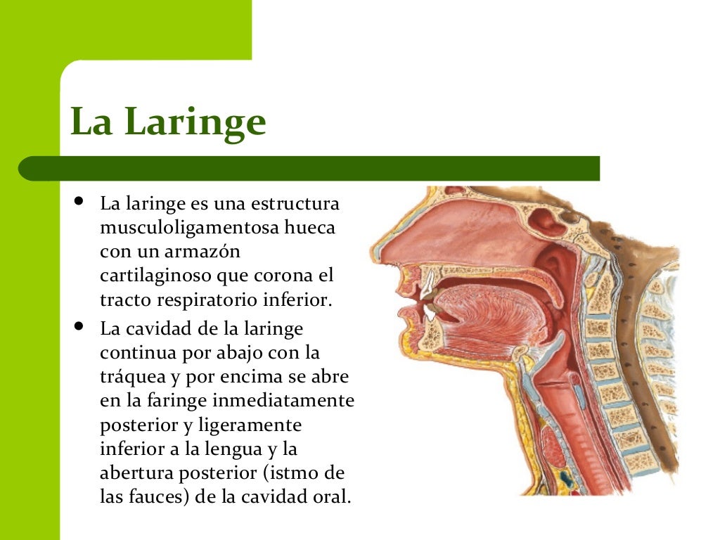 Laringe 11