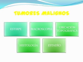 TUMORES MALIGNOS

                          UBICACIÓN
ESTIRPE    MACROSCOPIA
                         TOPOGRÁFICA



     HISTOLOGÍA    ESTADÍO
 