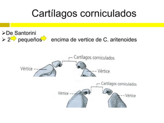 Cartílagos corniculados
De Santorini
 2 pequeños    encima de vertice de C. aritenoides
 