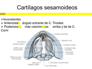 Cartílagos sesamoideos
Inconstantes
 Anteriores ángulo entrante de C. Tiroides
 Posteriores más voluminosos arriba y lat de C.
Corniculados
 