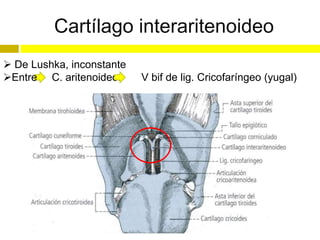 Cartílago interaritenoideo
 De Lushka, inconstante
Entre C. aritenoideos     V bif de lig. Cricofaríngeo (yugal)
 