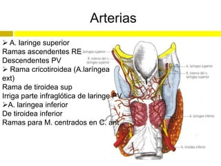 Arterias
 A. laringe superior
Ramas ascendentes RE
Descendentes PV
 Rama cricotiroidea (A.laríngea
ext)
Rama de tiroidea sup
Irriga parte infraglótica de laringe PV
A. laringea inferior
De tiroidea inferior
Ramas para M. centrados en C. arit
 