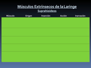 Músculos Extrínsecos de la Laringe Suprahioideos Músculo  Origen  Inserción  Acción  Inervación Fuente: SEMB/tuz Digástrico Apófisis Mastoides  Borde inferior del Maxilar inferior Elevador de la Laringe V par:  Vientre   anterior VII par:  Vientre posterior Geniohioideo Maxilar inferior parte media Hueso Hioides Elevador de la Laringe XII par craneal Milohioideo Maxilar inferior (cara interna) Hueso Hioides Elevador de la Laringe V par craneal Estilohioideo Apófisis Estiloides Hueso Hioides Elevador de la Laringe VII par craneal Hiogloso Asta mayor del Hueso Hioides Septum Lingual Elevador de la Laringe XII par craneal 