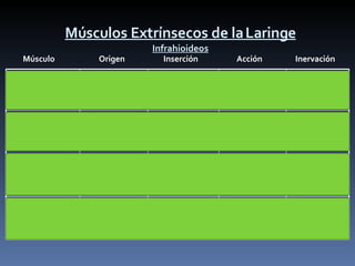 Músculos Extrínsecos de la Laringe Infrahioideos Músculo  Origen  Inserción  Acción  Inervación Fuente: SEMB/tuz Omohioideo Omóplato borde superior Hueso Hioides Depresor de la Laringe XII par craneal Esternohioideo Clavícula cara posterior Hueso Hioides Depresor de la Laringe XII par craneal Esternotiroideo Esternón cara posterior del manubrio Láminas del Cartílago Tiroides Depresor de la Laringe XII par craneal Tirohioideo Tubérculos del Cartílago Tiroides Hueso Hioides Depresor de la Laringe XII par craneal 