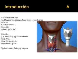 •Sistema respiratorio
•Cartílagos articulados por ligamentos y membranas
•Móviles
•Cuerdas vocales
•Fonación
•Adulto: 3VC ...