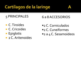 5 PRINCIPALES
 C.Tiroides
 C. Cricoides
 Epiglotis
 2 C. Aritenoides
6 a 8 ACCESORIOS
2 C. Corniculados
2 C. Cuneifo...
