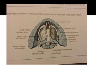 Músculo vocal
 Profundo al tiroaritenoideo.
 Pliegue vocal.
 Inserciones:
Parte media del ángulo entrante
del cartílago...