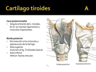 Cara posteromedial
 Angulo entrante del c. tiroides.
En el se insertan ligamentos y
músculos importantes.
Borde posterior...