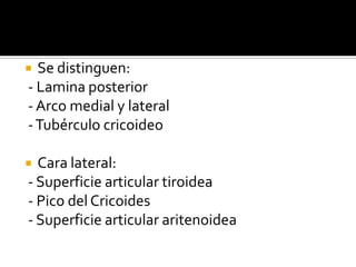 Lamina (sello del cricoides)
Tubérculo cricoideo
Superficie articular aritenoidea
 