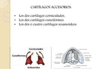 CARTÍLAGOS ACCESORIOS: 
• Los dos cartílagos corniculados. 
• Los dos cartílagos cuneiformes. 
• Los dos o cuatro cartílagos sesamoideos. 
 