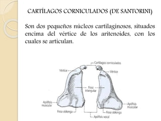 CARTÍLAGOS CORNICULADOS (DE SANTORINI) 
Son dos pequeños núcleos cartilaginosos, situados 
encima del vértice de los aritenoides, con los 
cuales se articulan. 
 