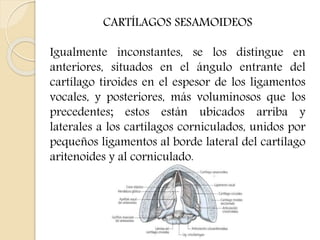 CARTÍLAGOS SESAMOIDEOS 
Igualmente inconstantes, se los distingue en 
anteriores, situados en el ángulo entrante del 
cartílago tiroides en el espesor de los ligamentos 
vocales, y posteriores, más voluminosos que los 
precedentes; estos están ubicados arriba y 
laterales a los cartílagos corniculados, unidos por 
pequeños ligamentos al borde lateral del cartílago 
aritenoides y al corniculado. 
 