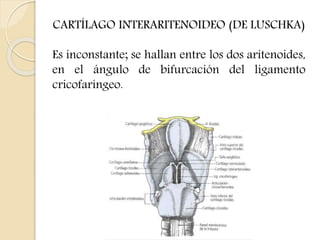 CARTÍLAGO INTERARITENOIDEO (DE LUSCHKA) 
Es inconstante; se hallan entre los dos aritenoides, 
en el ángulo de bifurcación del ligamento 
cricofaríngeo. 
 