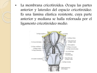 • La membrana cricotiroidea: Ocupa las partes 
anterior y laterales del espacio cricotiroideo. 
Es una lámina elástica resistente, cuya parte 
anterior y mediana se halla reforzada por el 
ligamento cricotiroideo medio. 
 